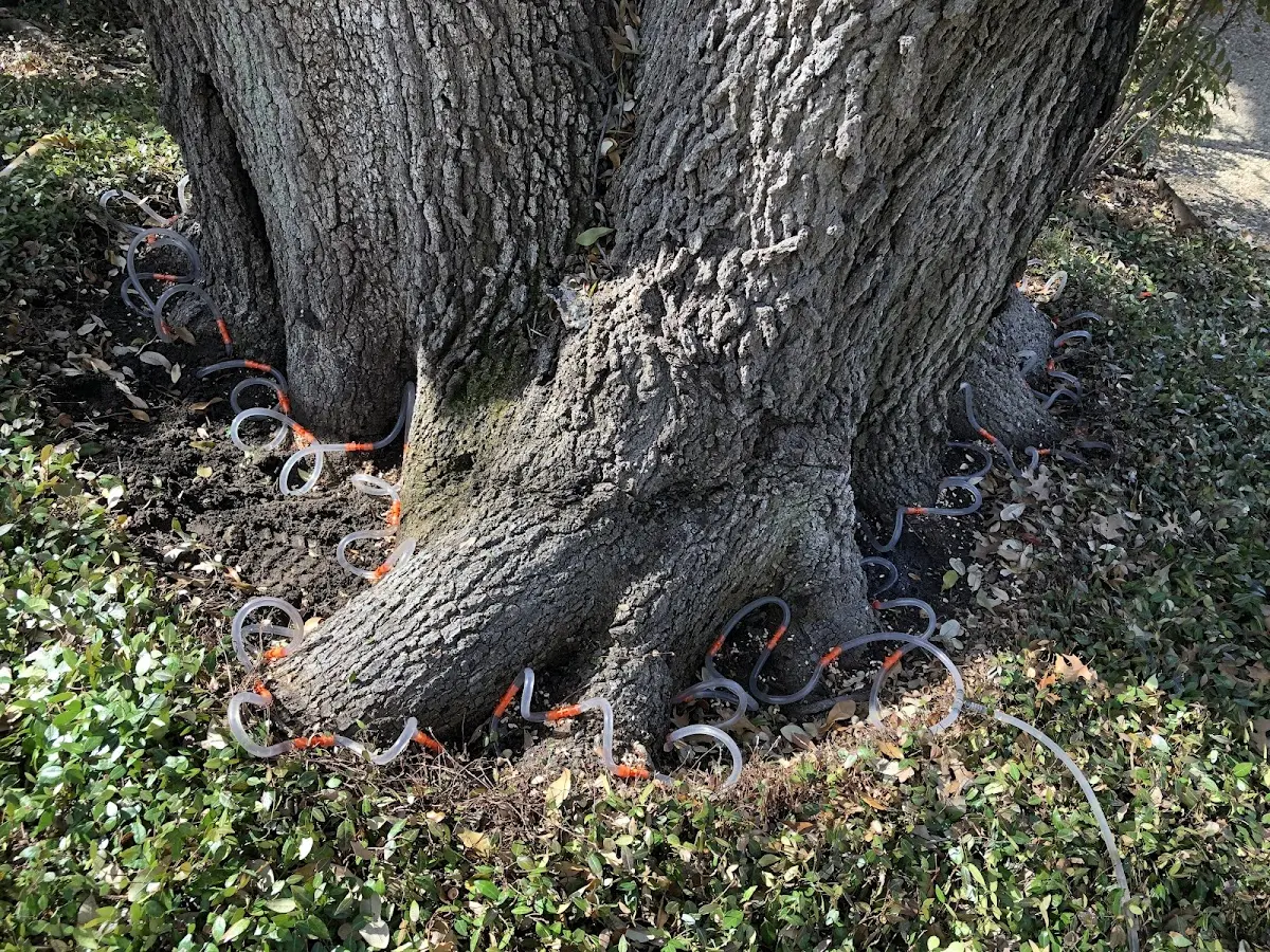 Detailed Tree Cabling and Bracing job site in Chelsea