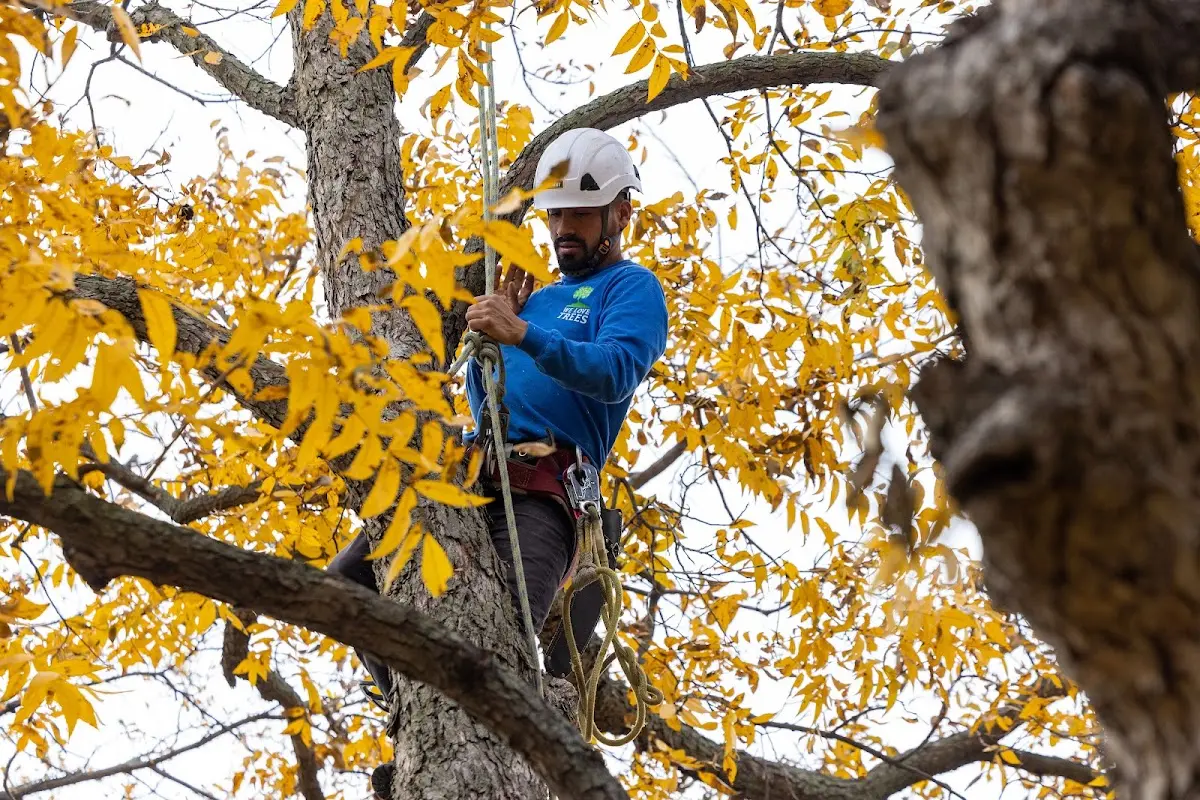 Skilled Tree Trimming crew working in Chelsea